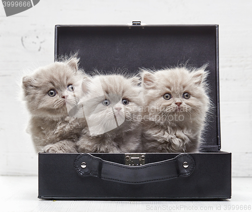 Image of beautiful british long hair kittens