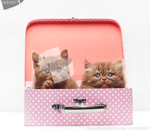 Image of beautiful kittens in suitcase