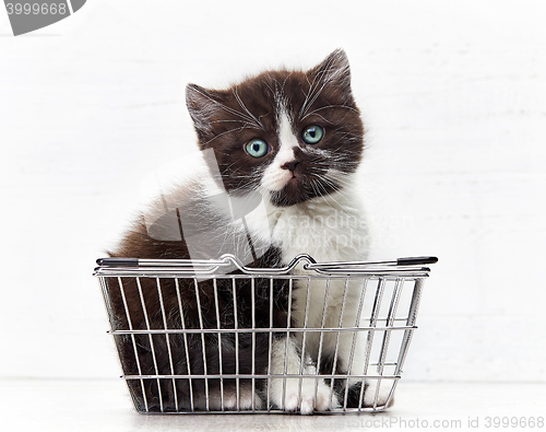 Image of kitten sitting in metal shopping basket