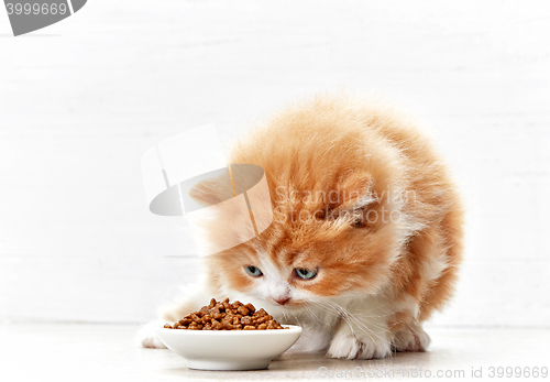 Image of bowl of cat food and small kitten