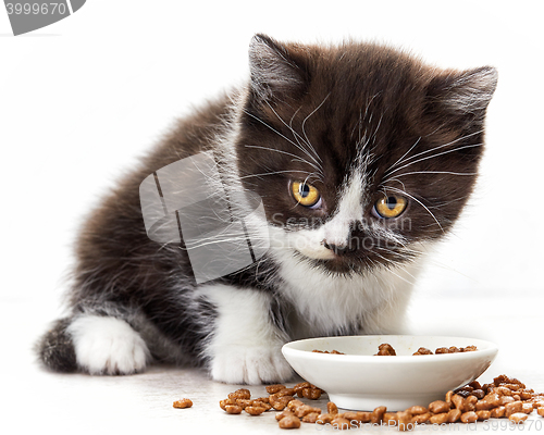 Image of kitten and cat food