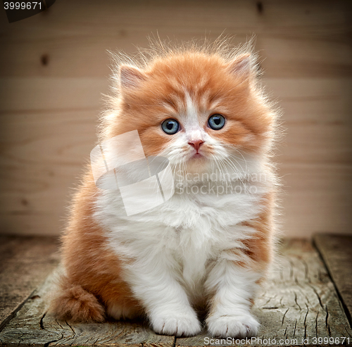 Image of beautiful british long hair kitten