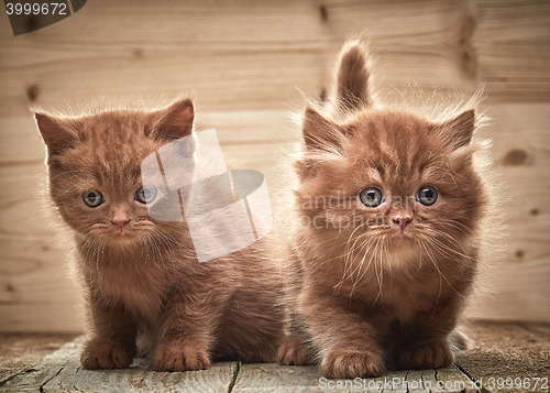 Image of beautiful brown british kittens