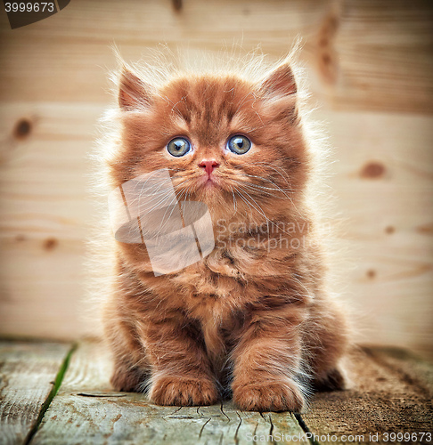 Image of beautiful british long hair kitten