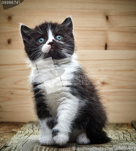 Image of beautiful black and white color british short hair kitten