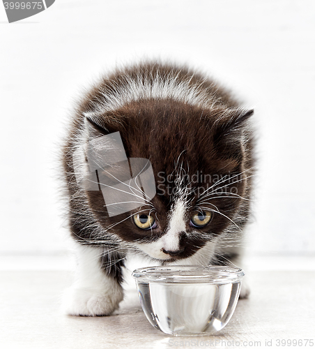 Image of beautiful kitten drinking water