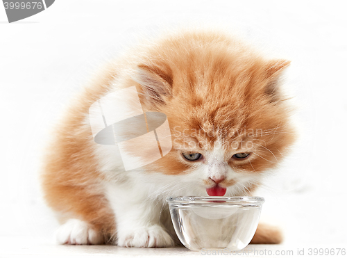 Image of beautiful kitten drinking water