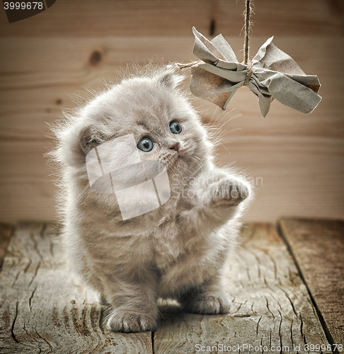 Image of beautiful british long hair kitten