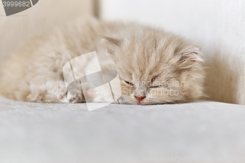 Image of british long hair kitten sleeping on sofa