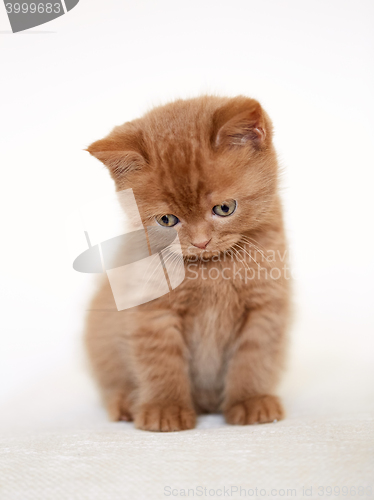 Image of sad british short hair kitten