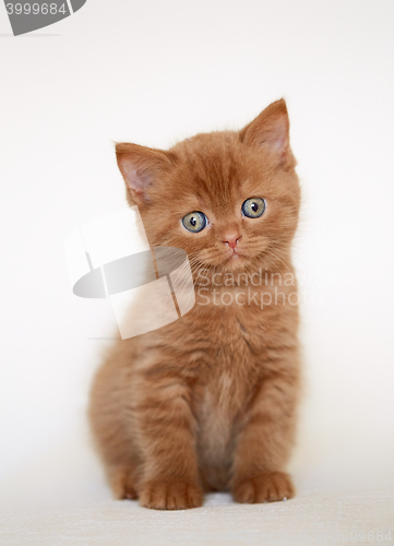 Image of beautiful british short hair kitten