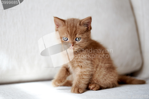 Image of beautiful small british short hair kitten