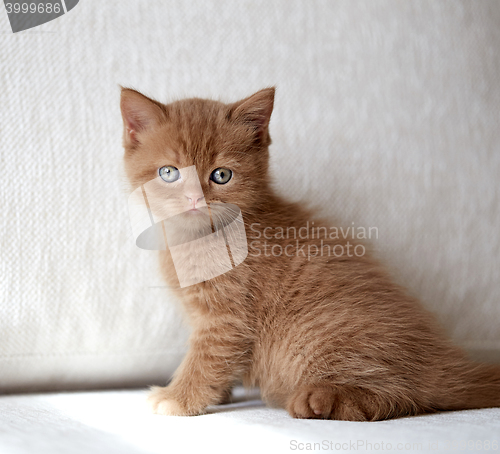 Image of beautiful british short hair kitten