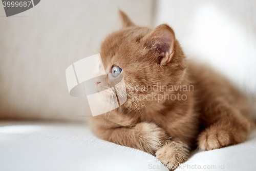 Image of beautiful british cinnamon color kitten 