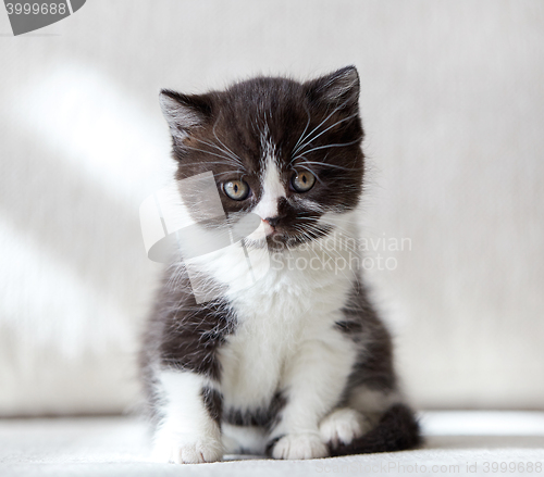 Image of beautiful british black and white shorthair kitten