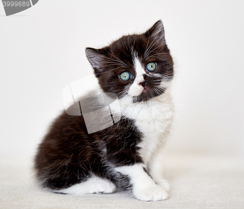 Image of black and white color british short hair kitten