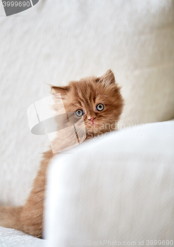 Image of beautiful british long hair kitten