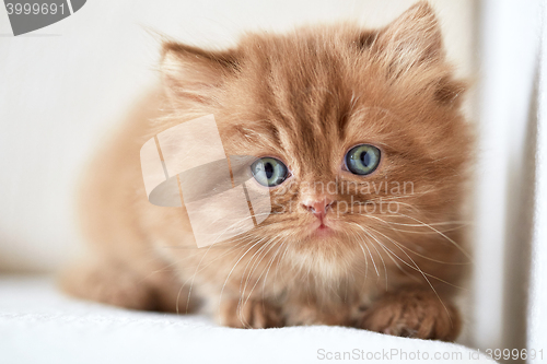 Image of beautiful small kitten