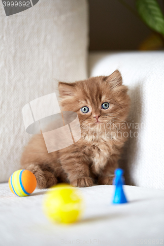Image of beautiful small kitten