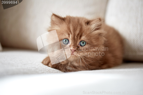 Image of beautiful small kitten