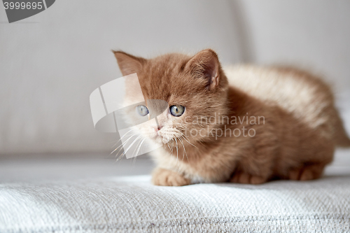 Image of beautiful cinnamon color british short hair kitten