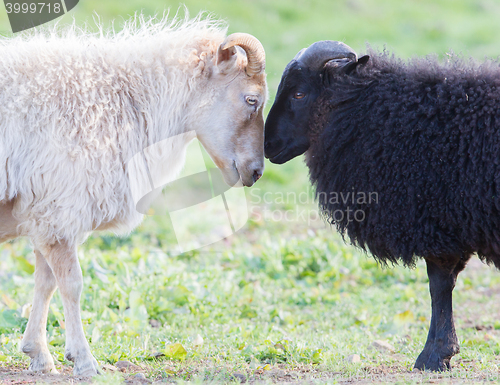 Image of Black and white sheep on pasture -  Concent of love