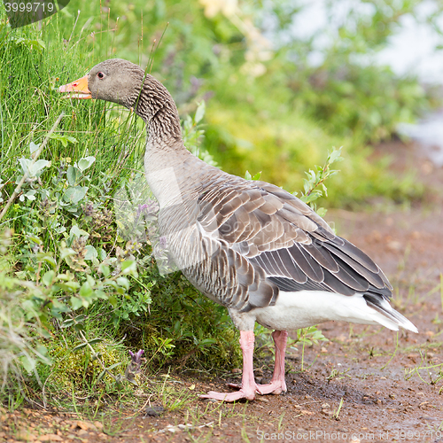 Image of Greylag Goose eating in a national park in Iceland