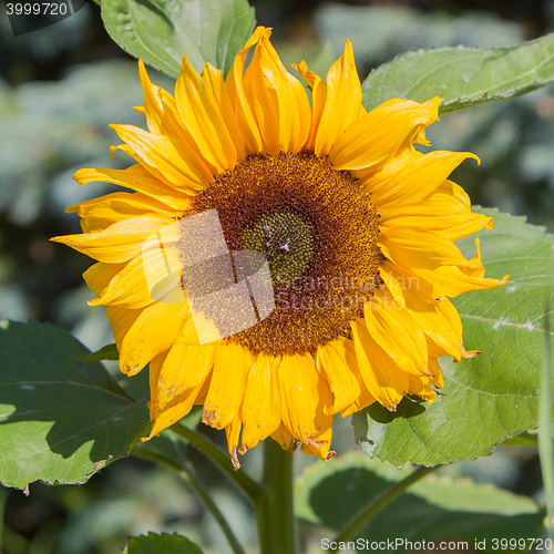 Image of Single sunflower blooming