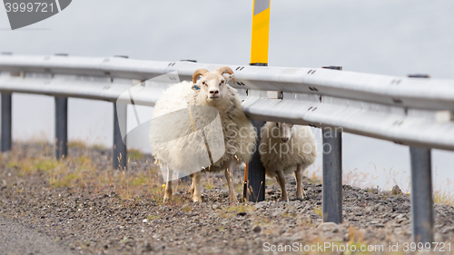 Image of Two Icelandic sheep