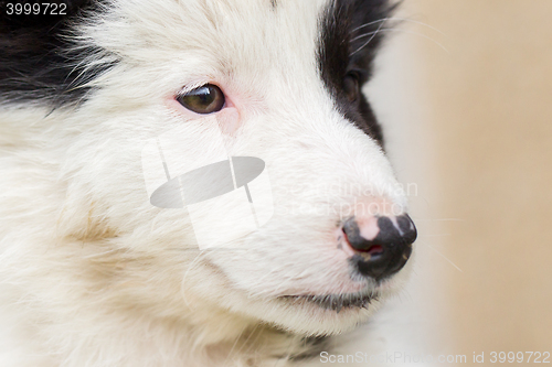 Image of Small Border Collie puppy on a farm