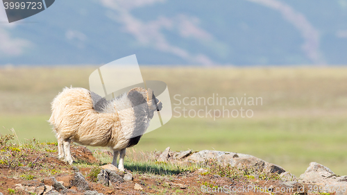 Image of One Icelandic big horn sheep