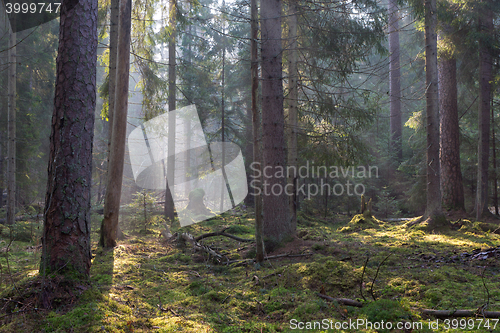 Image of Sunbeam entering coniferous stand of Bialowieza Forest