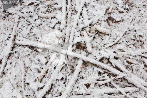 Image of Frost and snow wrapped wooden debris
