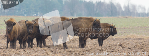 Image of European Bison herd in snowless winter