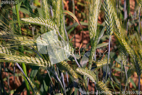 Image of Rye(Secale cereale) ears closeup with Cornflowers