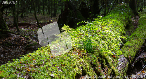 Image of Broken linden tree moss wrapped against sun