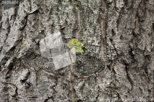 Image of Peel tree with growing