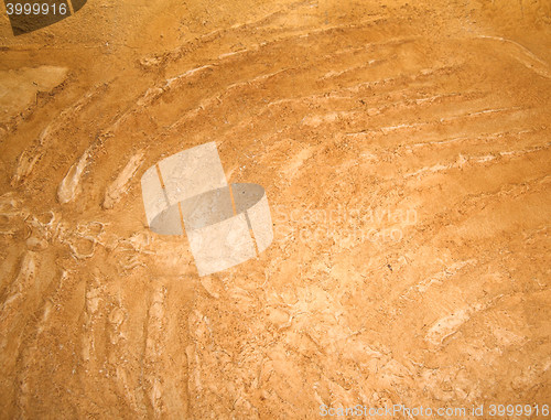 Image of Close-up of fish fossils