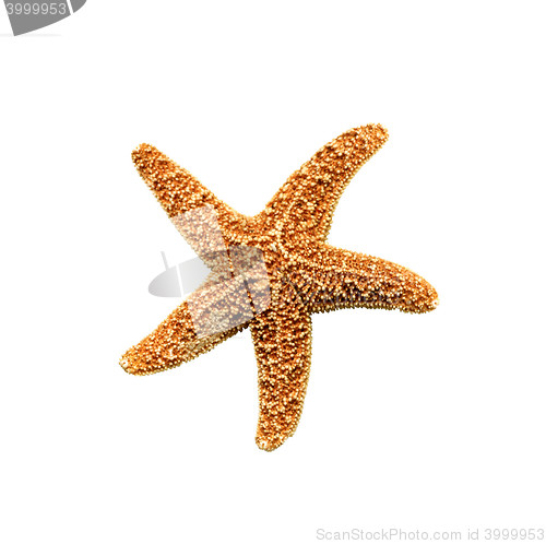 Image of starfish isolated on white background