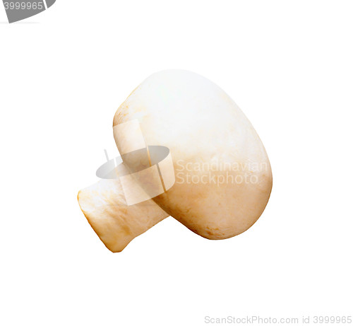 Image of Champignon