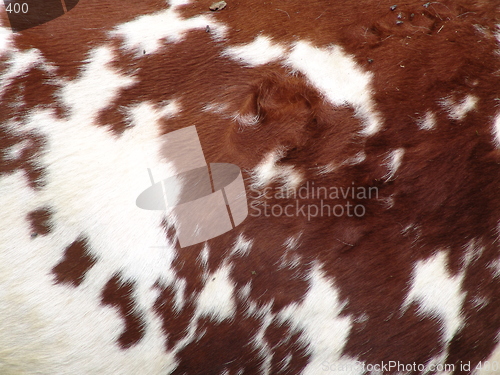 Image of Brown Cow