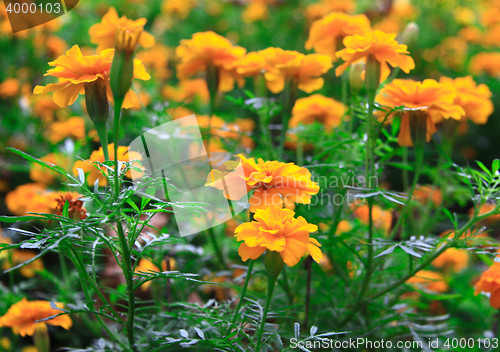 Image of yellow flowers