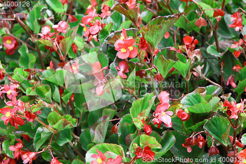 Image of red flowers and green plants