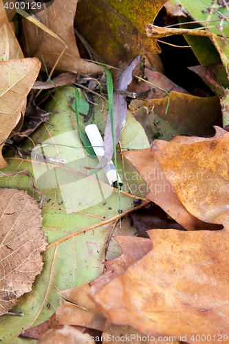 Image of Cigarette butt in leaves