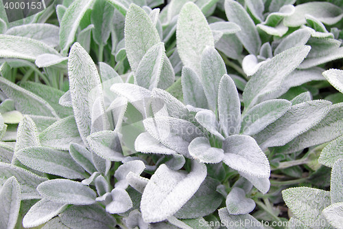 Image of plant with white petals