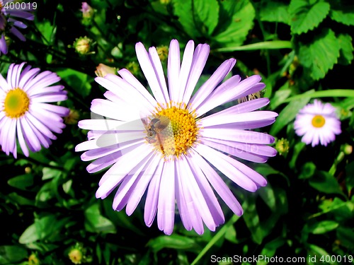 Image of Bee on flower
