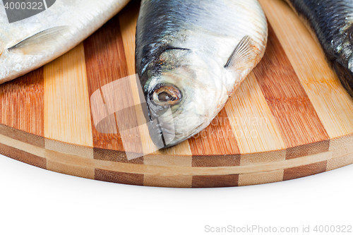 Image of close up of fish head