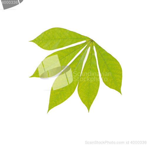 Image of green chestnut leaf