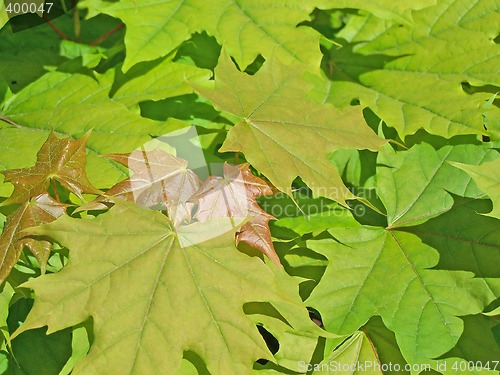 Image of Mapple leaves