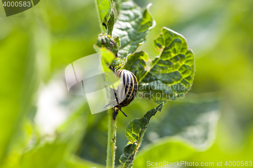 Image of Colorado potato beetle in the field